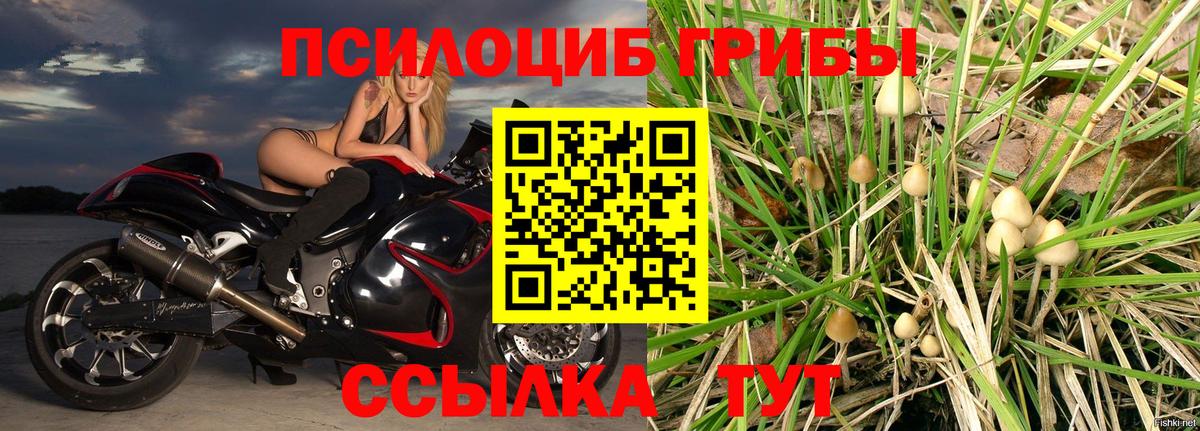 Галлюциногенные грибы Psilocybine cubensis Миасс